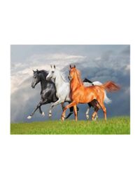 מספר וצבע – שלושה סוסים